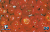 05410  PB  11/00  Série Frutas Tropicais ( 08/12 )  Tir. 55.000 CSM 30C