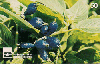 14040  GO  11/98  Frutos do Cerrado Goiano ( Fruto Azul ) Tir. 100.000 ICE 50C