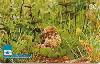 14090  GO  04/99  Aves do Cerrado ( Coruja Buraqueira )  Tir. 300.000 ICE 30C