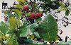 14179  GO  11/99  Caju - do - Cerrado II  Tir. 300.000 ICE 30C