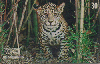 28154  DF  09/99  Animais do Cerrado Ameaçados ZBR D1 Tir. 100.000 ICE 30C