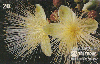 37065  TB  04/94  Flores do Cerrado - Piqui Interp. 20C ( 03 - 04/95 ) C/Nº *