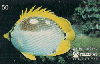 37443  TB  07/95  Peixes - Borboleta Interp. 50C ( 03 - 08/95 ) C/Nº * V