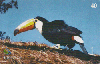 31057  BT  02/03  Renctas: Tucano-Toco Tir. 325.000 ICE 40C