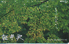 35915   Japão