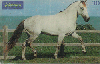 0222 SP 05/99 Cavalos( Andaluz é Agilidade) Tir.300.000 Interp.