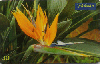 0723 SP 04/00 Flores (Strilitzia Reginae) Tir.350.000 Interp 30c