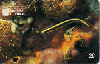 0055  SP  05/98  Ano Internacional dos Oceanos  Tir. 340.000 CMB 20C