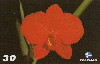 1292  RJ  05/01  Orquídeas Sophronitis coccinea  (04/10) Tir.200.000 ABNC 30C