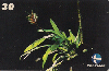 119  ES  12/99  Mata Atlântica - Flora (03/10) Tir.40.000 CSM 30C
