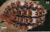 01750  PR  08/01  Série Curiosidades (08/10) Tir. 300.000 ICE 30C