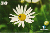 05345  PB  10/99  Série Flores Margarida Branca ( 03/15 )  Tir. 50.000 Interp. 30C