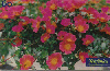 0704 SP 10/99 Flores (11 Horas) Tir.300.000 CSM 60C