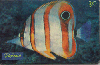 0811 SP Peixes Ornamentais (Chaetodon Bicudo) Tir. 500.000