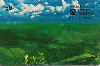 38066  TB  02/97  Parques Nacionais ( 11/12 ) CSM 50C ( 04 - 02/97 )