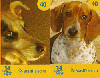 11976  MS  12/07  Cães  ( 2 cartões )  Tir. 645.000 ICE 40C