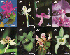 08342  AM  05/01  Série de Orquídeas  ( 8 Cartões )  Tir. 80.000 ABNC 30C