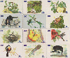 08370  AM  07/01  Fauna e Flora da Amazônia ( 12 Cartões )  ABNC 30C