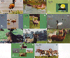 21241B  RS  12/03  Pampas Safari  ( 11 cartões )  Tir. 27.300 Int. 40C