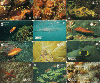 4203  SP  09/98  Ano Internacional dos Oceanos  ( 15 CARTÕES )  CMB