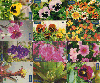 4217  SP   Série Flores  ( 38 cartões ) 30/60C