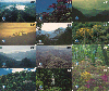 408  ES   Mata Atlântica Paisagismo ( 20 Cartões ) Tir. 40.000 CSM