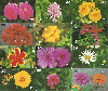 05483A  PB  Série FLORES ( 15 Cartões ) Interp.