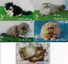 21208  CRT  Série Gato Persa  ( 5 cartões ) Tir. 150.000 Interp. 30C