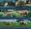 4454  SP  02/04  Curiosidades Animais  ( 6 Cartões ) Interp. 40C