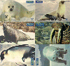 4224  SP  Série Animais Polares ( 6 cartões ) 30/60C