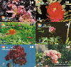 01326A  09/00  HÉRCULES  Série Flores ( 6 cartões ) Tir. 20.000 CSM 30C