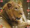 06771  PE  11/00  Adote um Animal ( 6 Cartões ) Tir. 100.000 CSM 30C ( Puzzle )